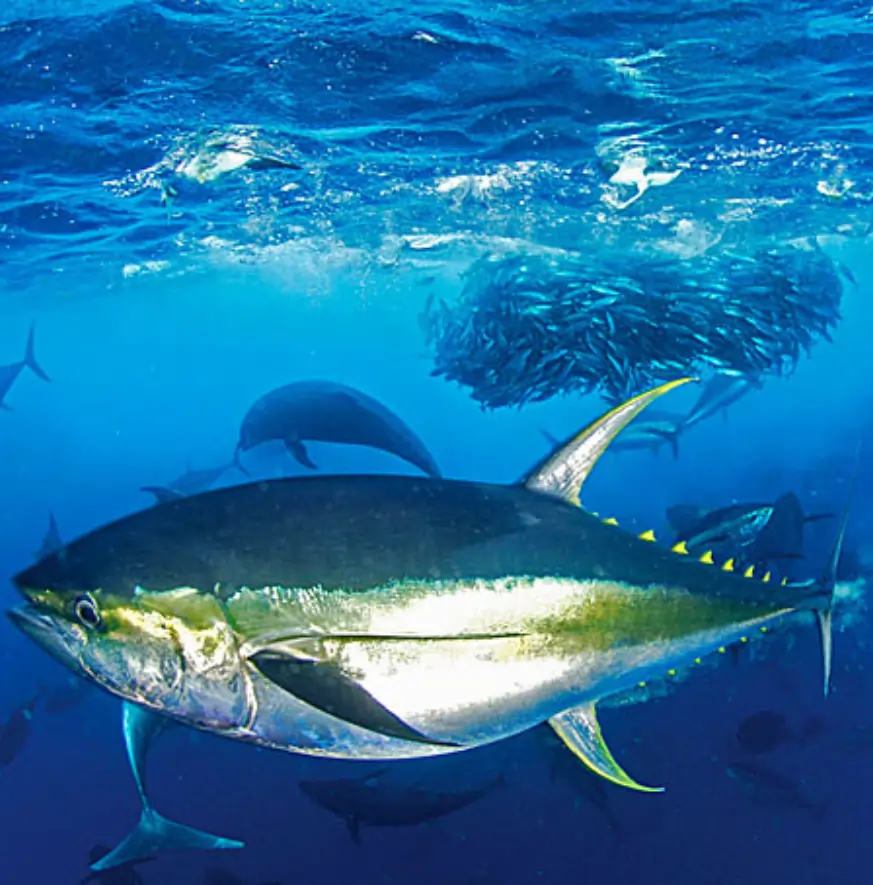 ikan tuna